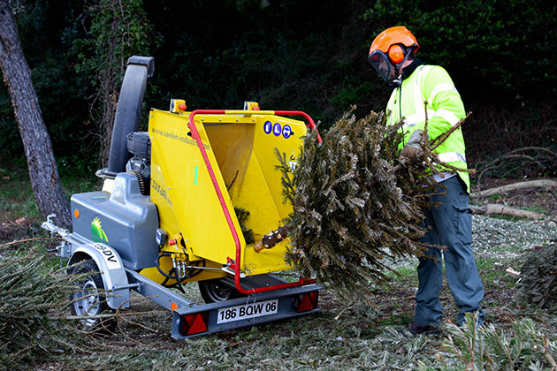 Que faire de votre sapin après les fêtes